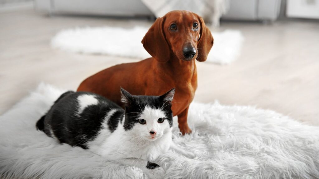 multiple pets